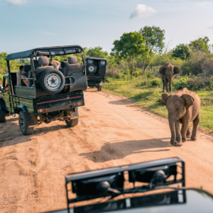 Read more about the article How to Prepare for a Safari in Africa: Essential Tips for an Unforgettable Adventure